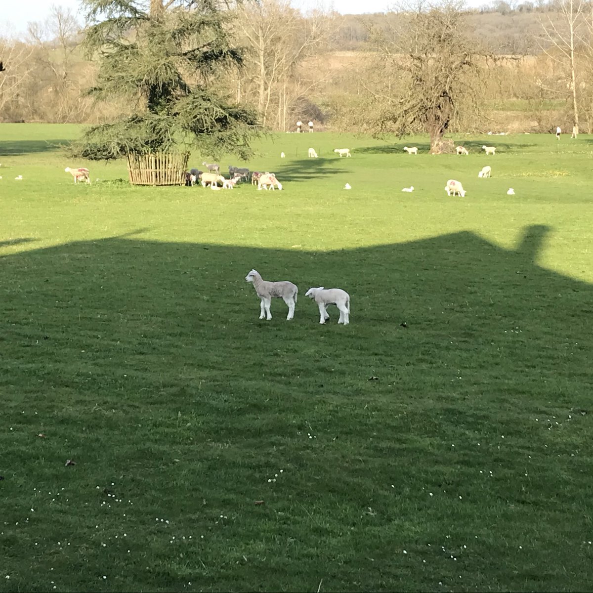 wholenewrach's tweet photo. Lovely day in @nationaltrust Lacock with even lovelier friends! Particularly highlights were the Astronomy Photographer of the Year exhibition, and the delightful lambs at Lacock Abbey! #Lacock #Acepack #APY13 https://t.co/W4O7fEsI3d