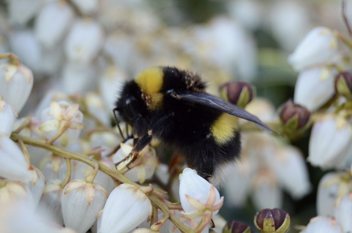 This proves you really do learn something new every day! This is a picture of a bumble bee (taken by me) with mites on its back! The mites do not harm the bees in anyway they just hitch I ride to the hive.when they arrive are there that eat old wax and waste!!! Nature is awesome.