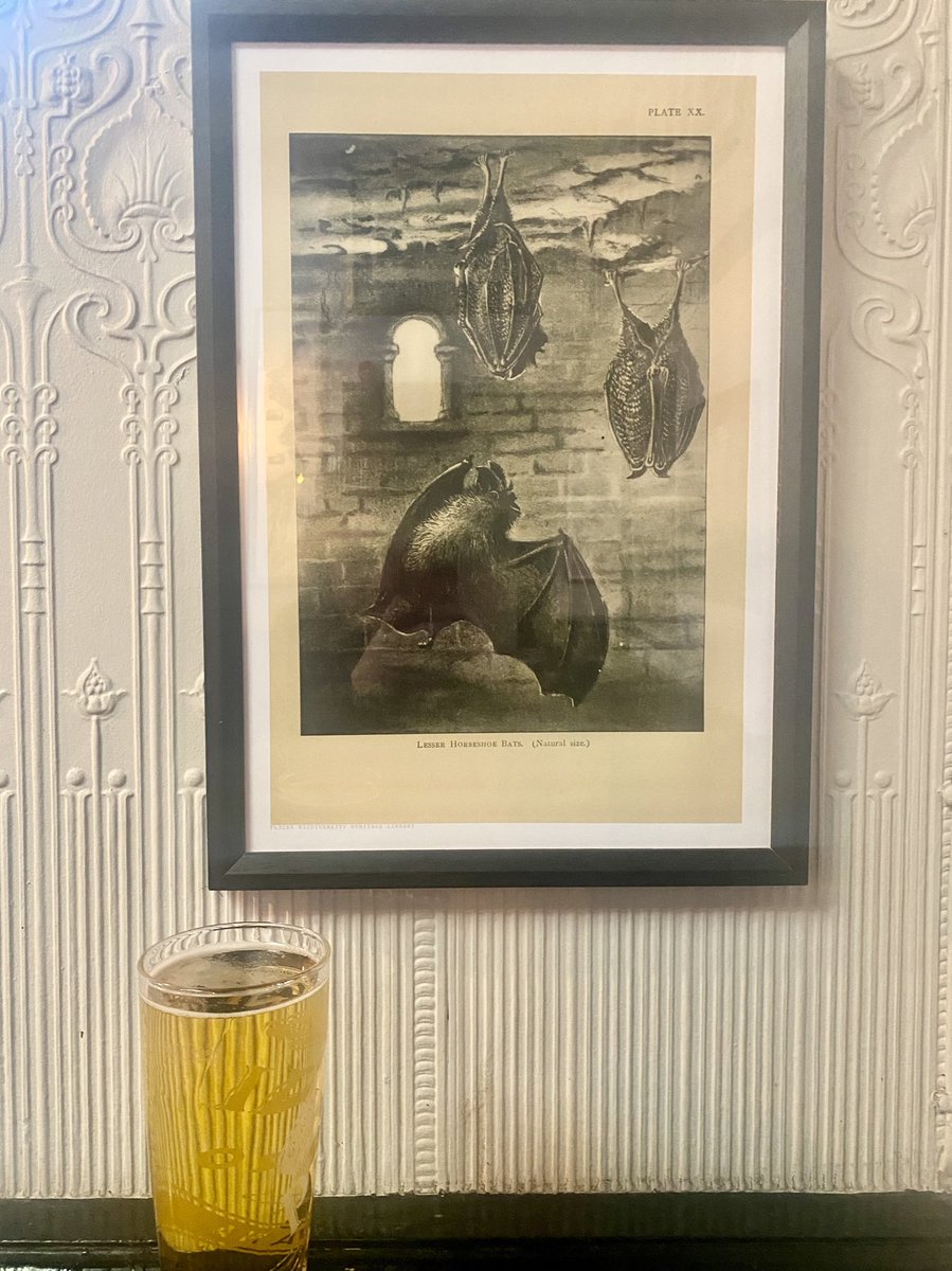 Cheers from me &amp; some bats!! 🦇🍻