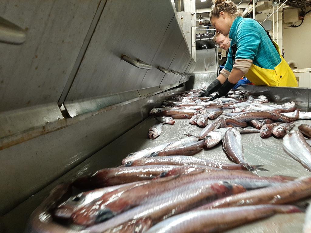 Very good progress on Porcupine bank, acoustic backscatter from huge blue whiting aggregations, good catch for biological sampling and very nice weather ( so far!). #BlueWhiting acoustic survey going well.