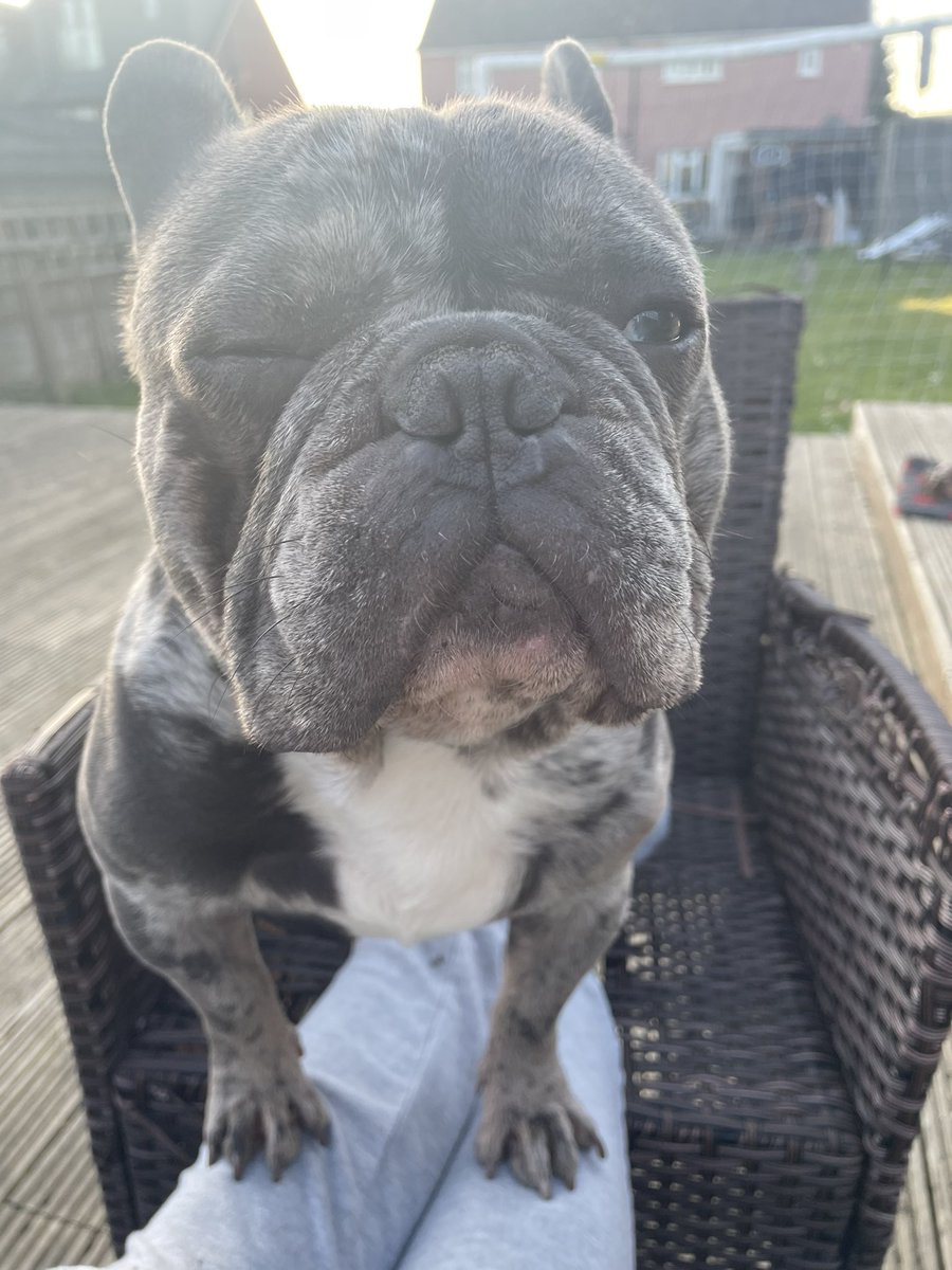 BabyBoyNoNameY1's tweet photo. Just checking to see if your STILL pointing that camera at me?! 😂🙈🤪💙😍 #wink #frenchieproblems https://t.co/KN8WSpMu8c