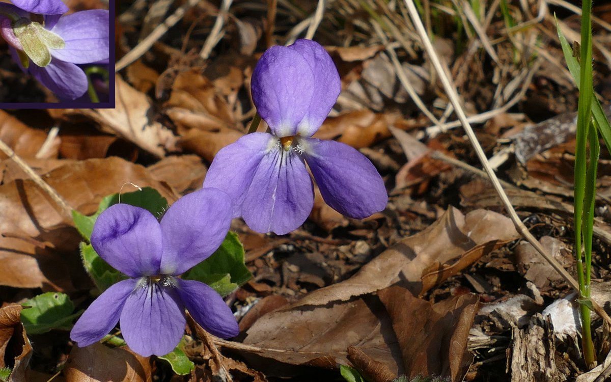 Hairy violets (viola hirta) at Hartslock nature reserve, 23rd March 2022. #violetchallenge #wildflowerhour