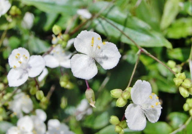 はる 笑顔は無敵 ｒｔ多めな人 S Tweet お はようございます 今日の花は ブライダルベール 花言葉は 幸福 幸福だから笑うわけではない 笑うから幸福なのだ アラン たくさん笑っていこう 今日もよろしくお願いいたします 素敵な一日をお過ごし