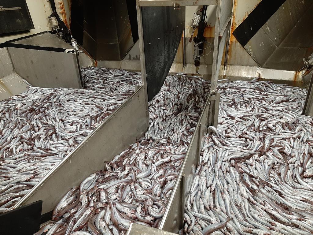 Almost entire Northeast Atlantic blue whiting stock migrates and forms huge spawning aggregations, tens of nautical miles from the continental slope, at about 400 meters depth.  One of the most fascinating ecological phenomena I have ever seen. Check out my colleagues blog.