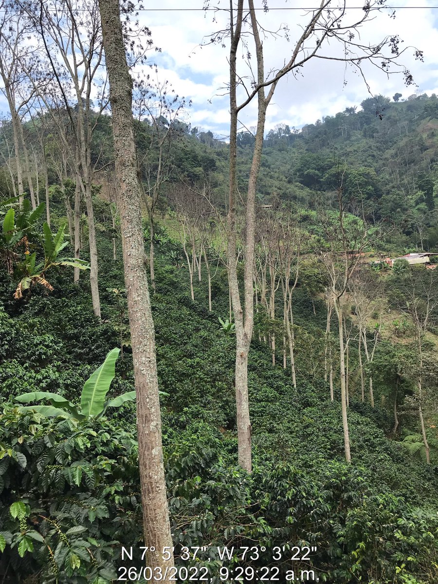 Ana Maria Ardila tweet media