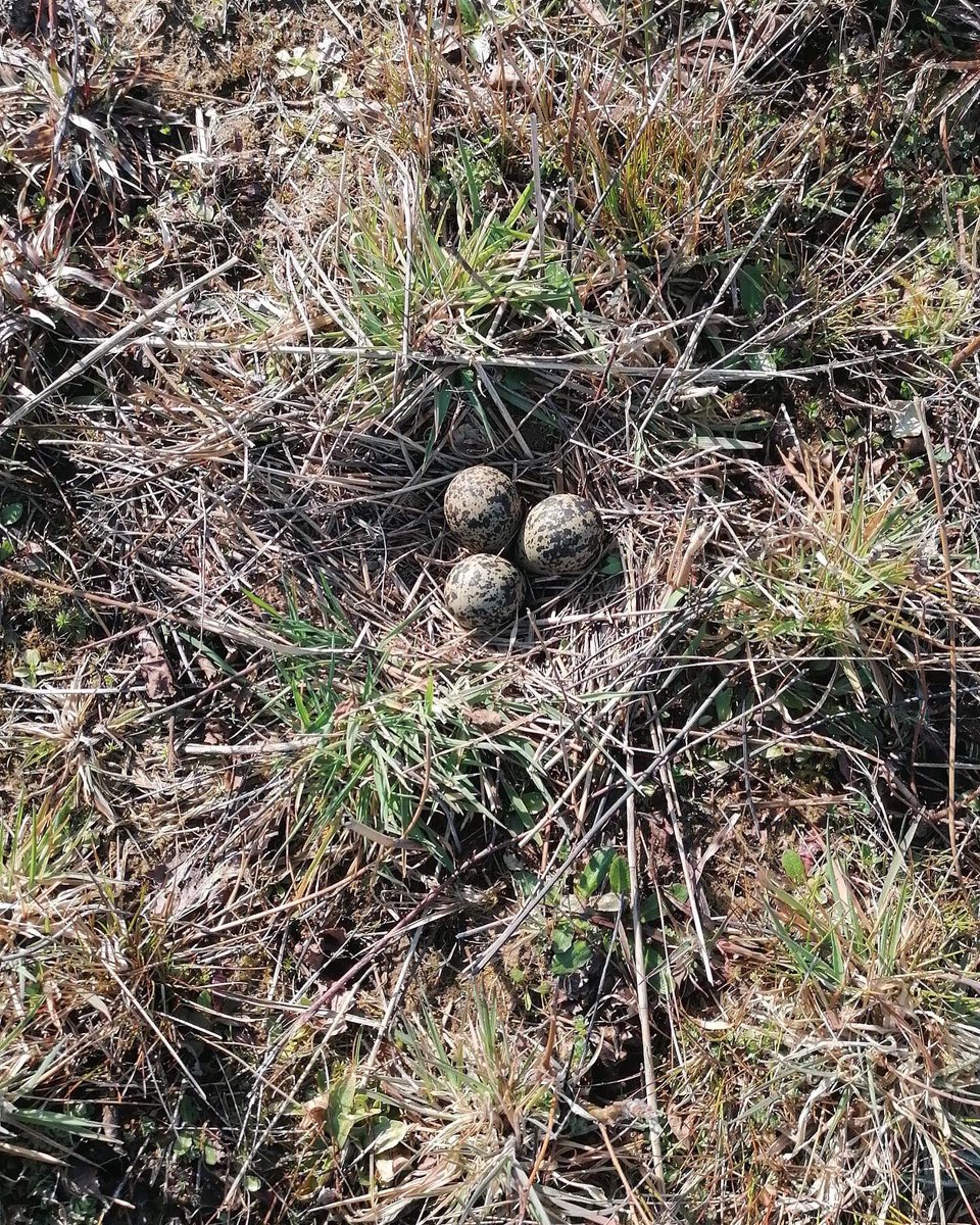 Liefst zo’n 32 eitjes van #kievit geteld in Gammelke tussen #Oldenzaal en Saasveld. Helft gebied #weidevogels bezocht. Soms sneuvelt een ei. #vogelwerkgroepgeesteren <a href="/vogelnieuws/">Vogelbescherming NL</a> <a href="/LandschapOV/">Landschap Overijssel</a> <a href="/stichtingBTL/">🌳 St. Behoud Twents Landschap 💚🐝🦋 🍀🌳</a> #reddegrutto #weilandirrigatie