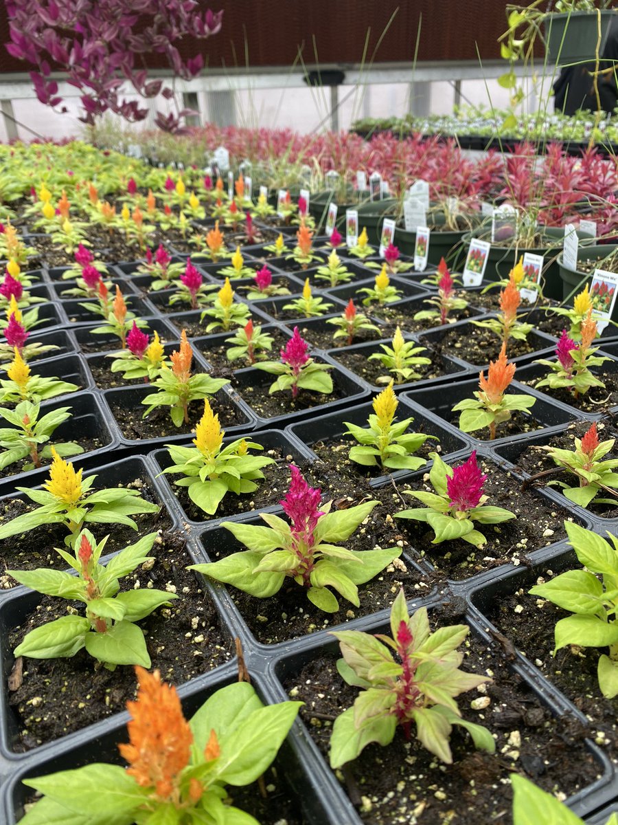 Torin Lynn tweet media