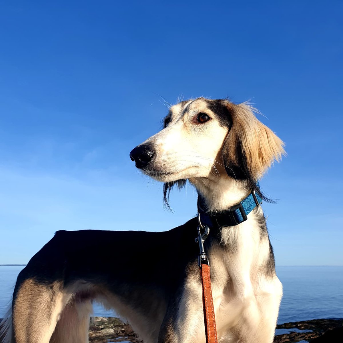 WTirith's tweet image. 