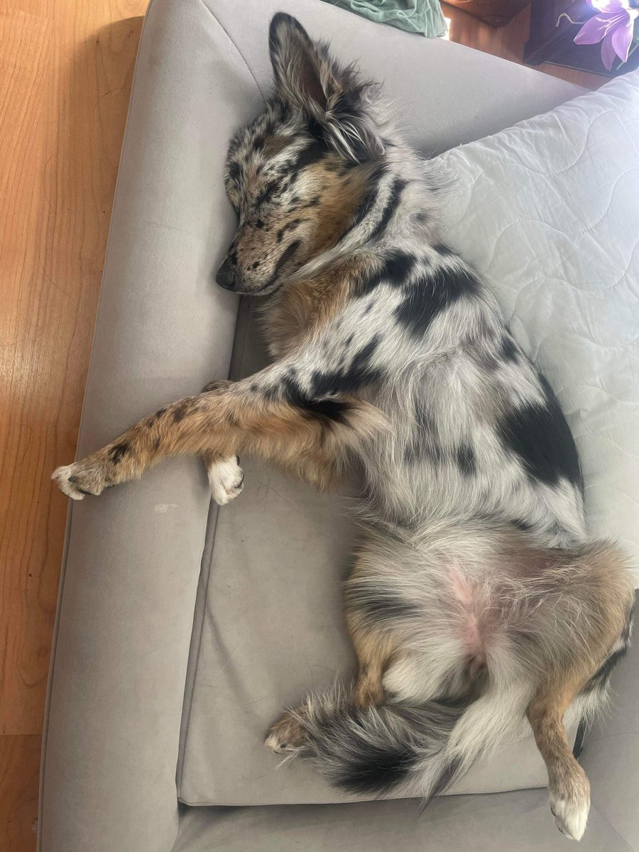 The cutest little puppy when she sleeps 🥺🥺🥺 #dogsoftwitter #twitterdogcommunity #twitterdogs #dogsontwitter