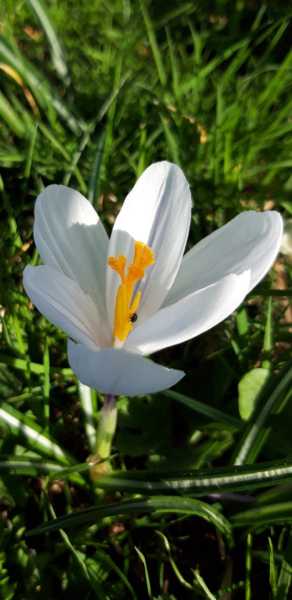 KayleighJPeace's tweet photo. #wildflowerhour https://t.co/ZbtShHmaGI