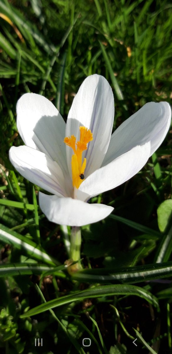 KayleighJPeace's tweet photo. #wildflowerhour https://t.co/ZbtShHmaGI