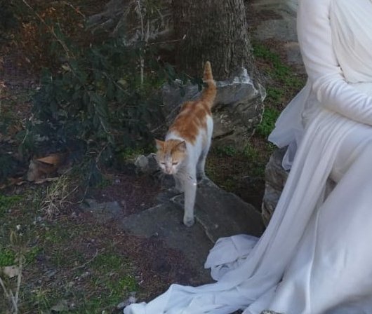 Arkadaşımın nikah gününde sırt sırta verip fotoğraf çekilen koca yürekli bir pisicik ❤️#kedi