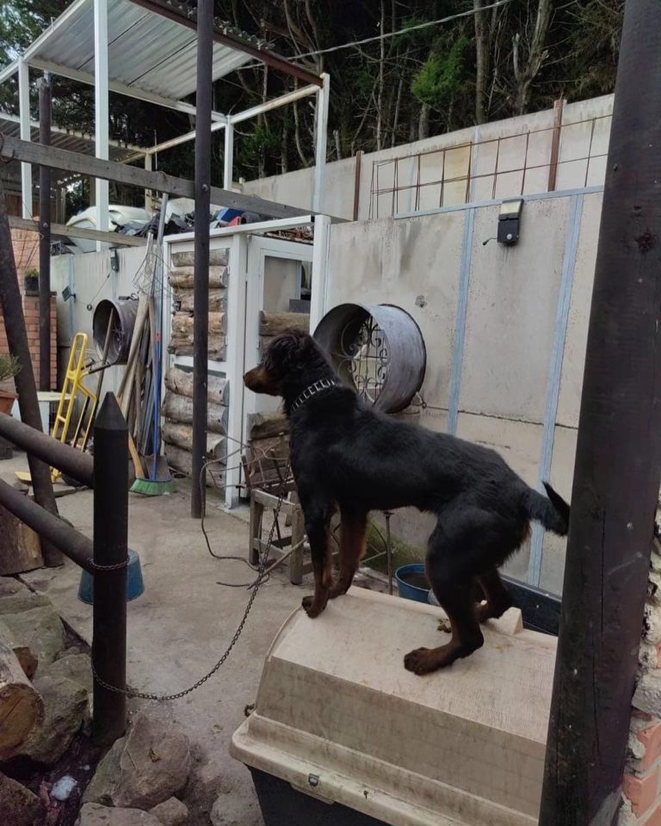 AnimalesBOG's tweet photo. Nuestro #EscuadrónAnticrueldad y la Oficina Jurídica, en conjunto con @proteccionponal, @gobiernobta y @alcaldiachapinero realizó el rescate de una perrita y sus 7 cachorros en la vereda San Luis. https://t.co/ak5rYZy0CZ
