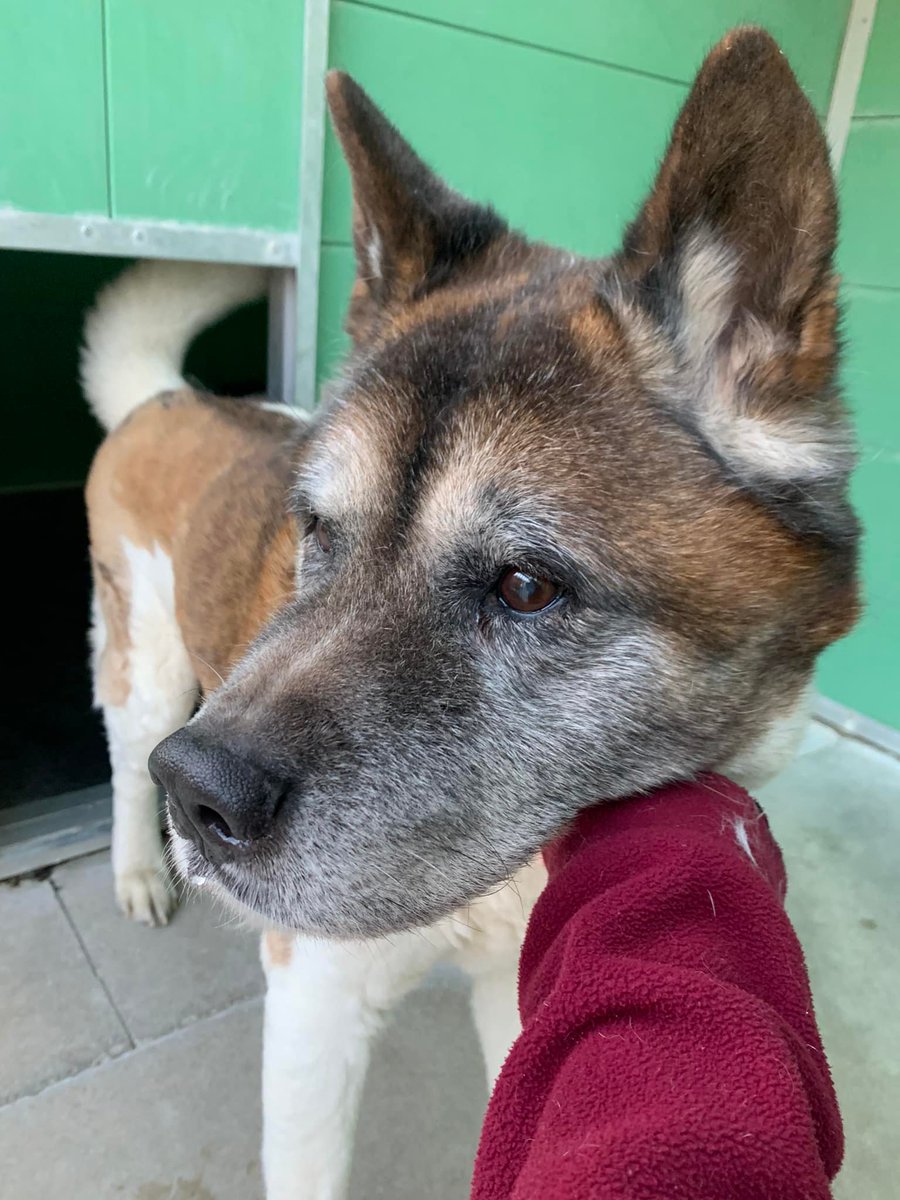 The_Animal_Team's tweet photo. #Akita #found in #Seacroft #Leeds #LS14 area. Collar but no chip. Any enquiries regarding this stray should be made with Woodhaven Kennels on 01977 685404. Case Ref: WH23. Proof of ownership required &amp; all fees to be paid. https://t.co/kCettnIHod #dogsoftwitter #StrayDog #dogs https://t.co/3v6RxgQIbk