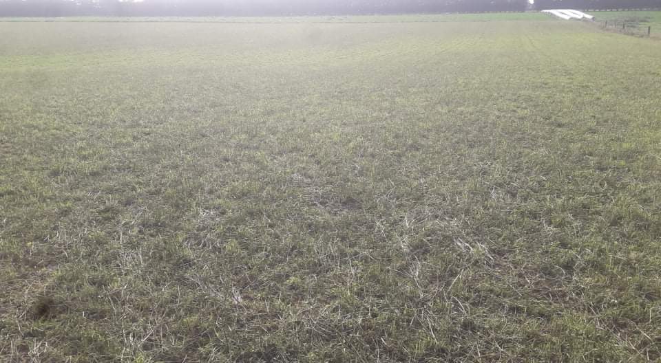 CharollaisRams's tweet photo. A cheap wine and a three day growth.
 #Oakdon meadow Fescue #Force4 Lucerne #Lochee https://t.co/dl7QXhXmt3