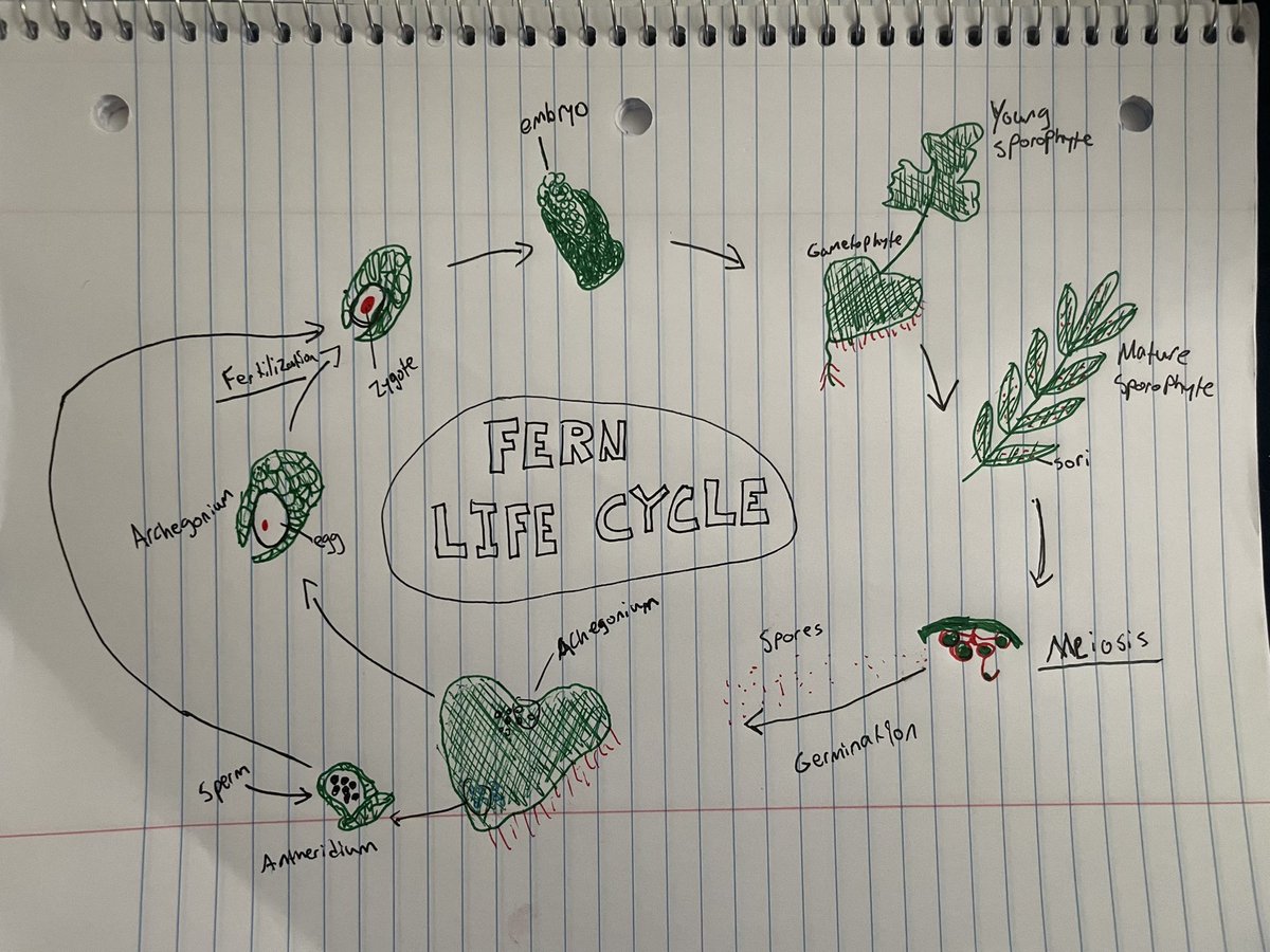 SarverPSU's tweet photo. Fern fact: Ferns are one of the oldest plants in the world!  They date back to the Cretaceous period over 145 million years ago!  #drfoxcall https://t.co/erEJcNjtbe