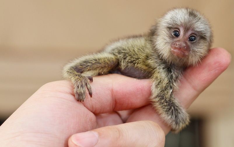 маленькие собачки для квартиры. карликовый поссум. поссум и опоссум. карликовый мышевидный опоссум. белоухая мармозетка.