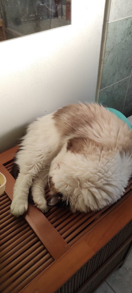 Happy #Caturday ! Have you seen the cats? I've only found this ball of fluff