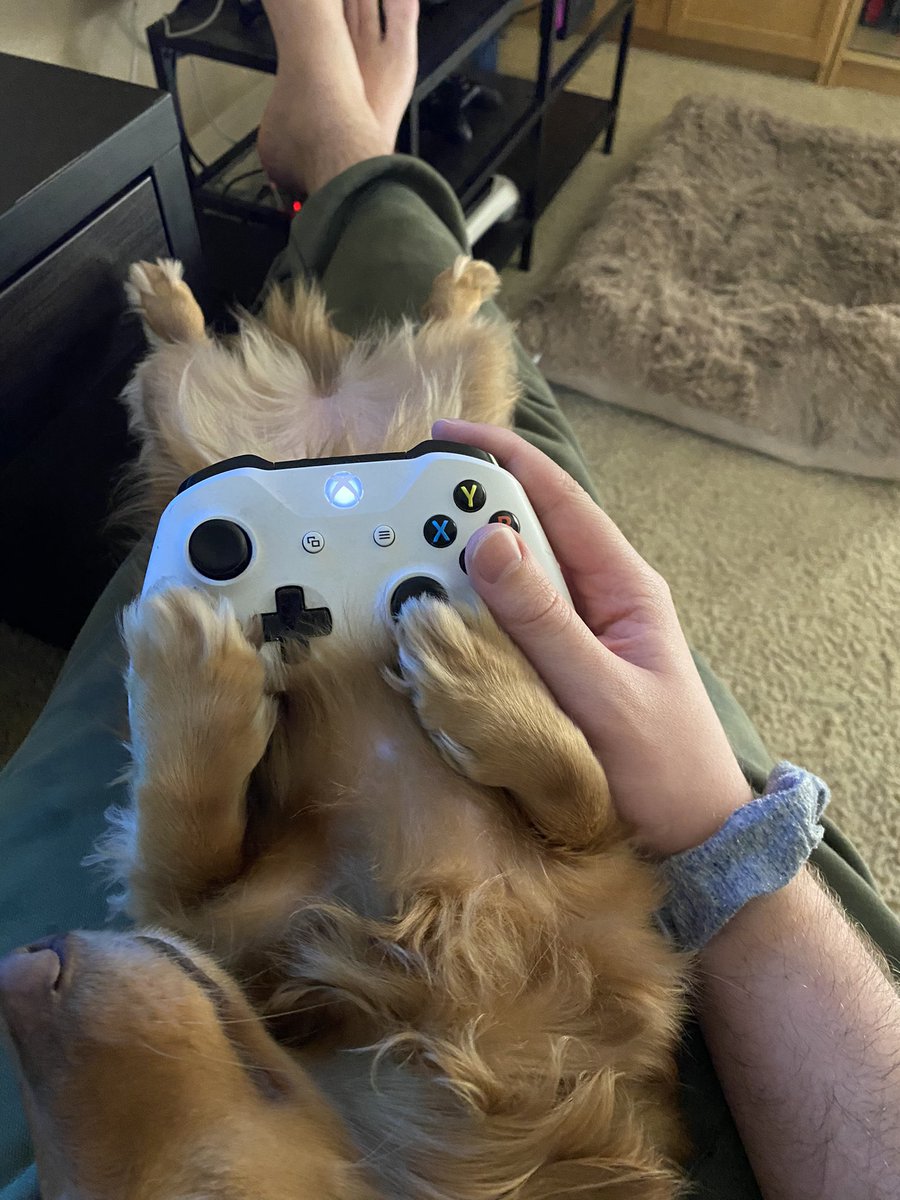 NWBrockodile's tweet photo. Gamer dog! https://t.co/pJVAn62EOv