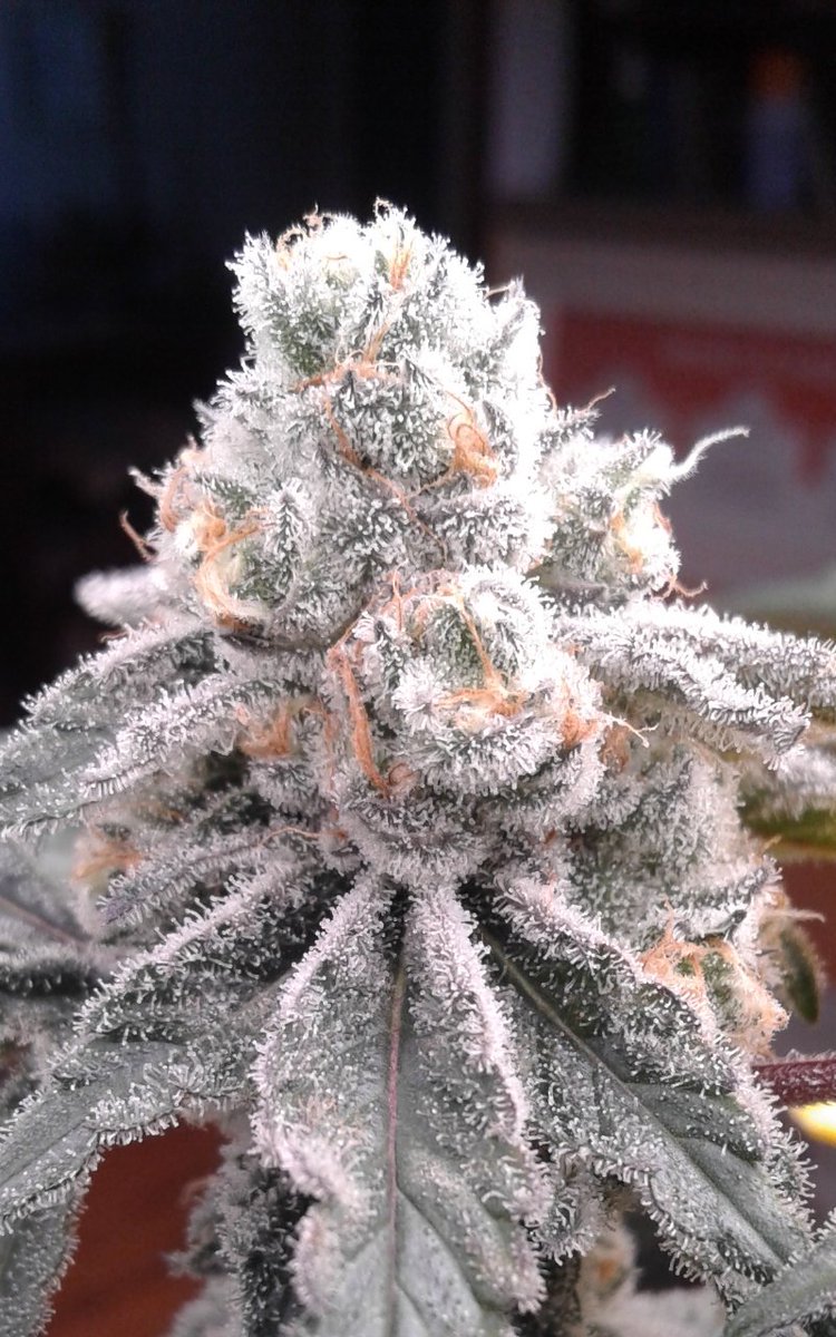 Day 49 of flower Mi Bad Ass by: <a href="/danner1620/">Danner1620</a> 💚💚💚