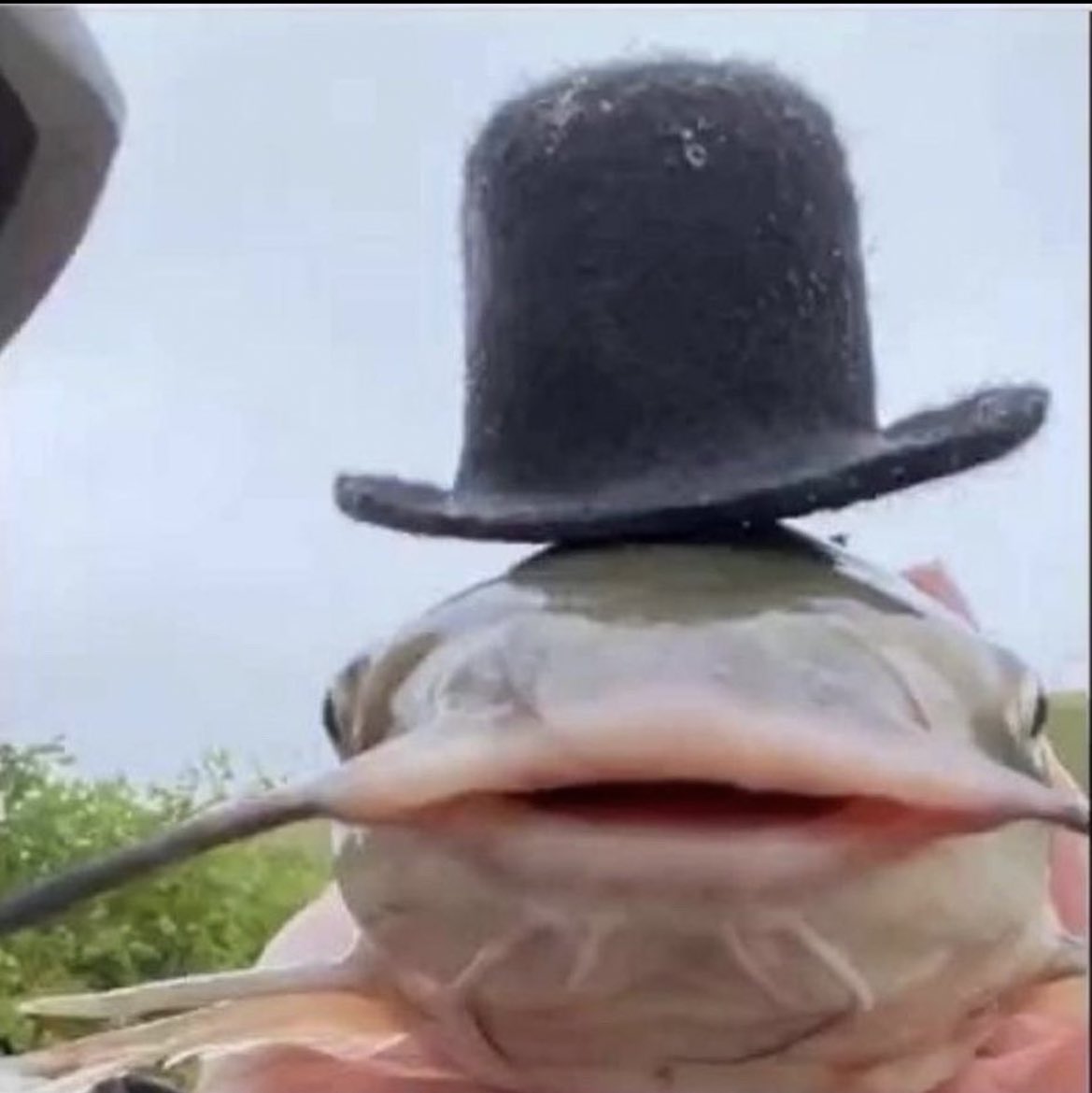 Alva Palva Lingonsalva tweet media