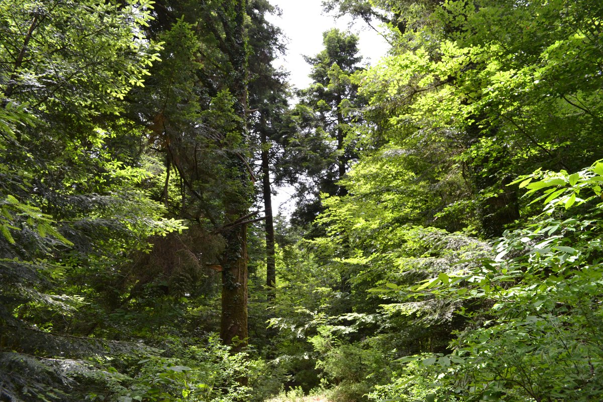 ForestTweeting's tweet photo. Fotostoria di #foreste. #Faggete dell'Appennino: fra atavismi tropicali, cambiamenti del #clima e #selvicoltura in divenire. Per continuare a leggere: 
https://t.co/0LP1dCVdqM https://t.co/Md8cMZ9P8e