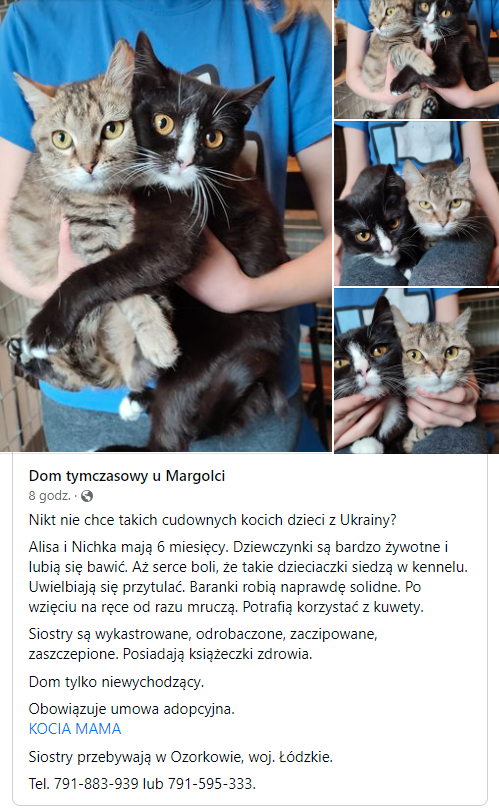 Fundacja_K_M's tweet photo. Alisa i Nichka z Ukrainy szukają domu 🙂 https://t.co/6qzV8qEPtQ