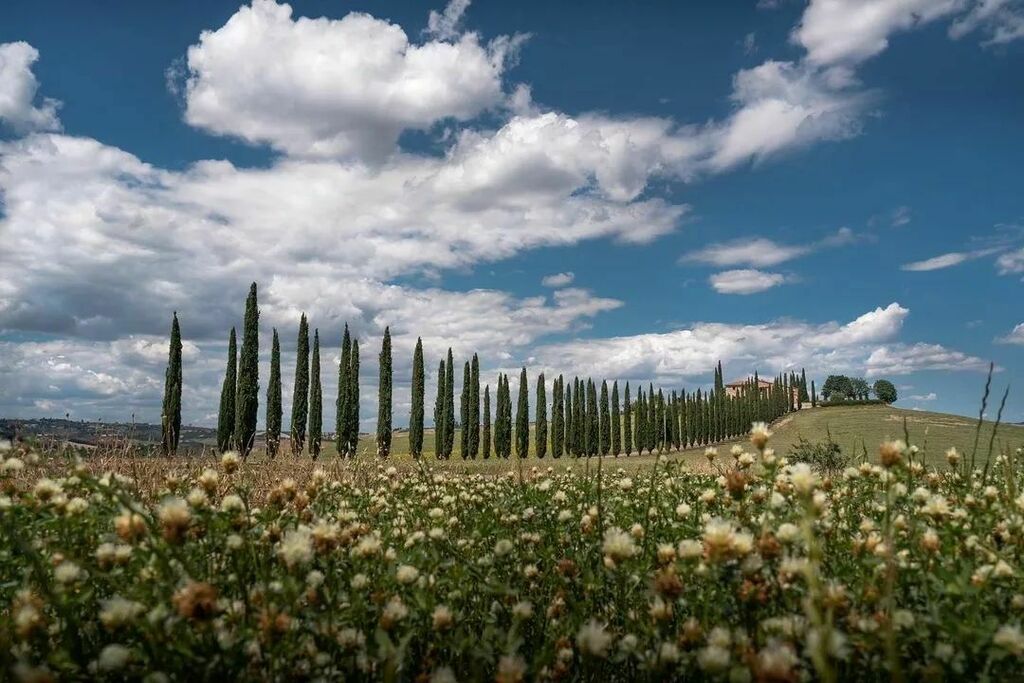 Flowers
.
Photo by @nicolo86
.
#tuscanyplanet #traveltotuscany #visittuscany #tuscanlandscape #tuscanlife #tuscany #toscana #valdorcia #tuscancountryside instagr.am/p/CblJhOJr8Ih/
