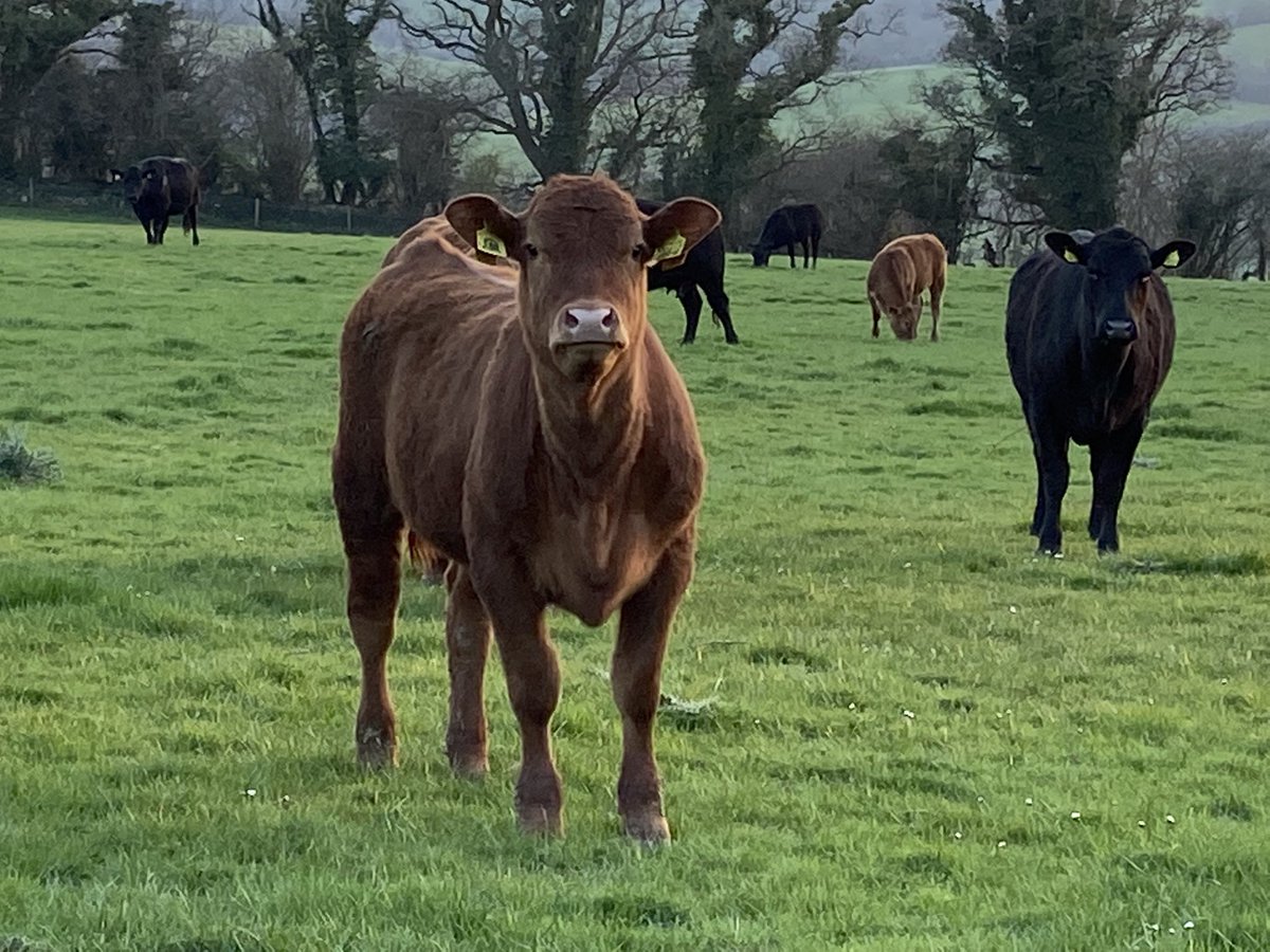 Great evening to have a look around some cattle groups, <a href="/StabiliserBeef/">Stabiliser Cattle Co</a> calves enjoying the scenery.. #british #beef #farm