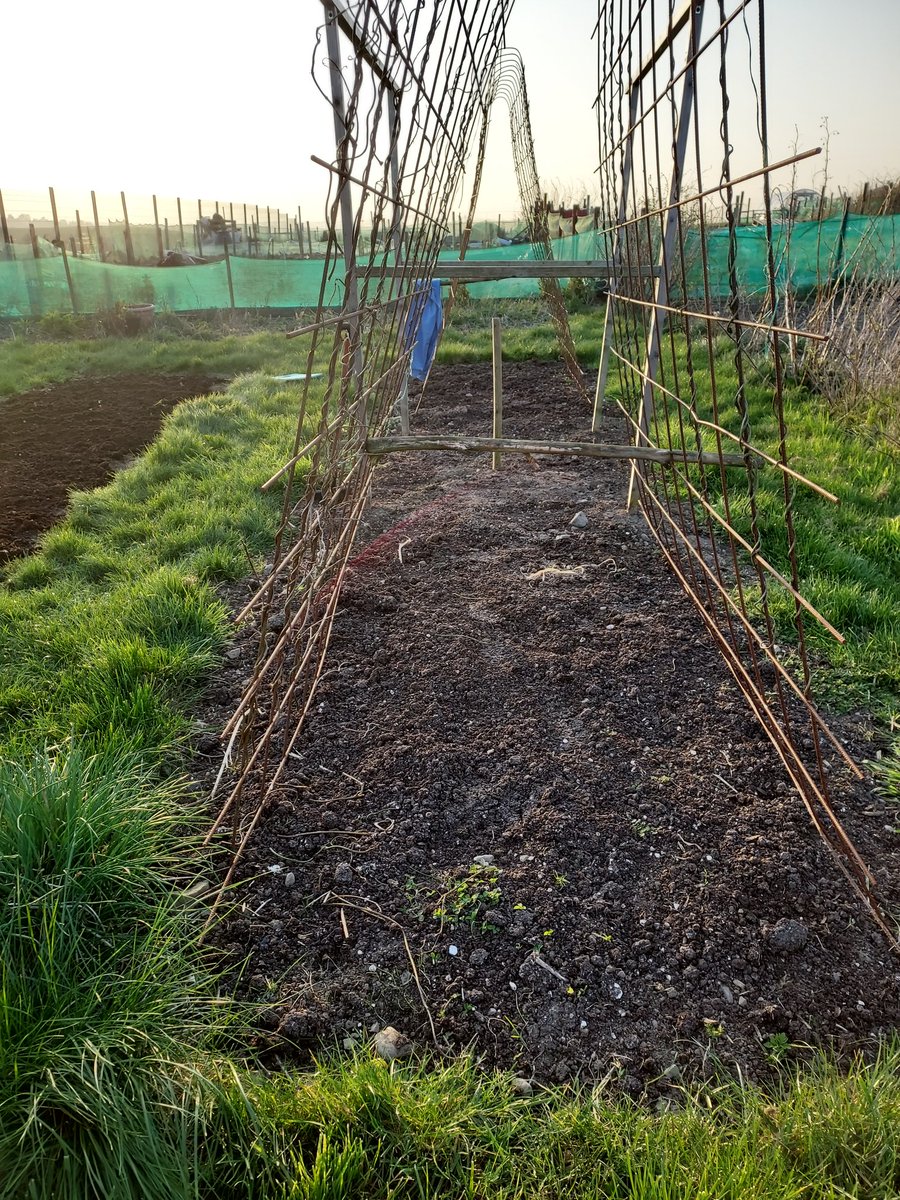 GroPinfo's tweet image. Back to the plot for only the second time this year so far! Have made great strides in getting it weeded and covered and ready for planting. 2 x beds 8ft wide x 28ft long.  Now to get onions in. I've earned my Epsom salts this evening! #nodig #organic #giy #allotment