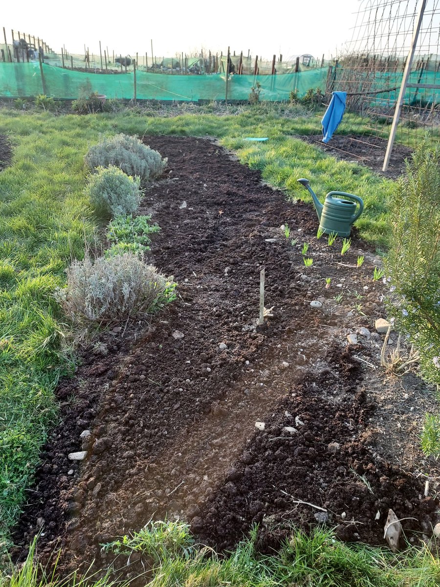 GroPinfo's tweet image. Back to the plot for only the second time this year so far! Have made great strides in getting it weeded and covered and ready for planting. 2 x beds 8ft wide x 28ft long.  Now to get onions in. I've earned my Epsom salts this evening! #nodig #organic #giy #allotment