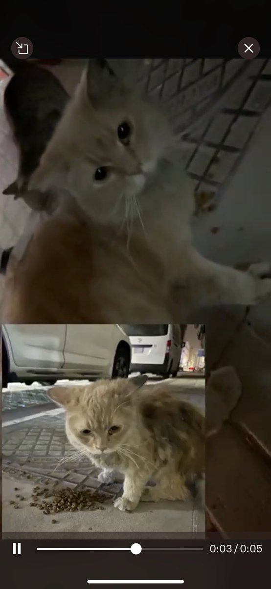 🛑انقاذ عاجل🛑  📍الخبر الشمالية📍بجانب ستاربكس قط متخلى عنه كما هو واضح القط جدًا هزيل و ضعيف و يعاني حقًا القط يتعرض للضرب من القطط الاخرى ماراح يتحمل قساوة الشارع ابدًا ارجوا التدخل السريع  للتواصل انستقرام: <a href="/yyvv/">yyvv</a>.2 x.com/messages/media…