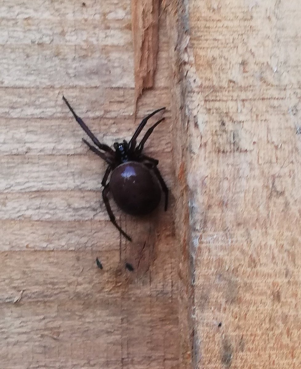 louloucanny's tweet photo. @Irishwildlife can anyone identify this spider? found when taking down an old shed in Dublin. #Spideridentification https://t.co/spl7s8fUeU