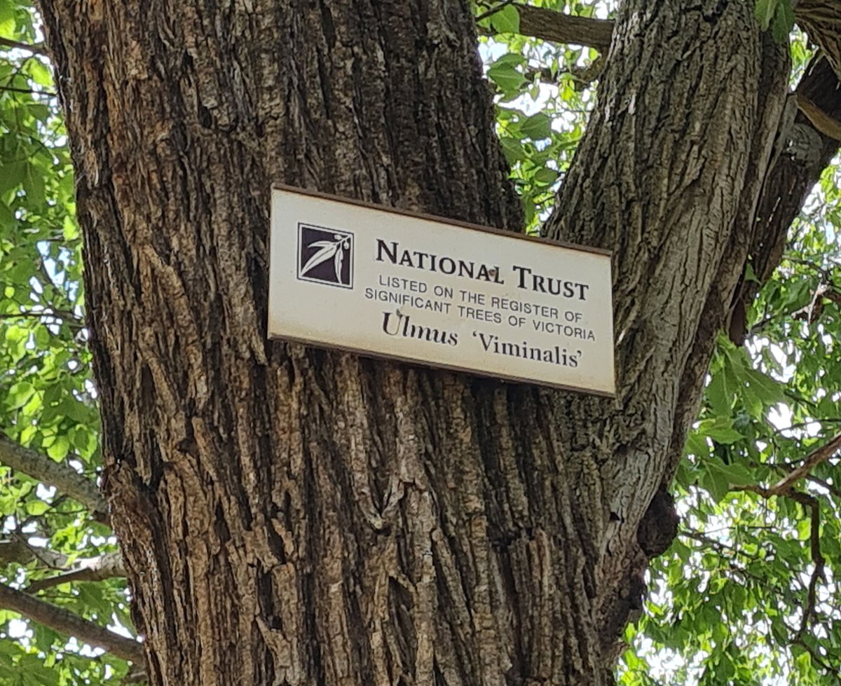 StuartWilliams_'s tweet photo. Ulmus 'Viminalis' at Benalla Botanical Gardens #Ulmaceae https://t.co/4WaRPUTKze