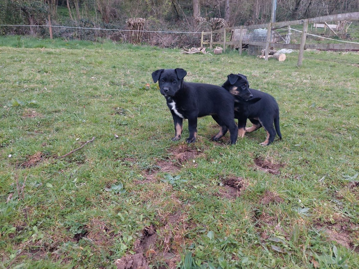 Looking for help on the farm? 3 bitches left from our litter from our Collie cow dog. Crossed with <a href="/Mattyroberts4/">Matt Roberts</a> Kelpie. Will make great dogs.