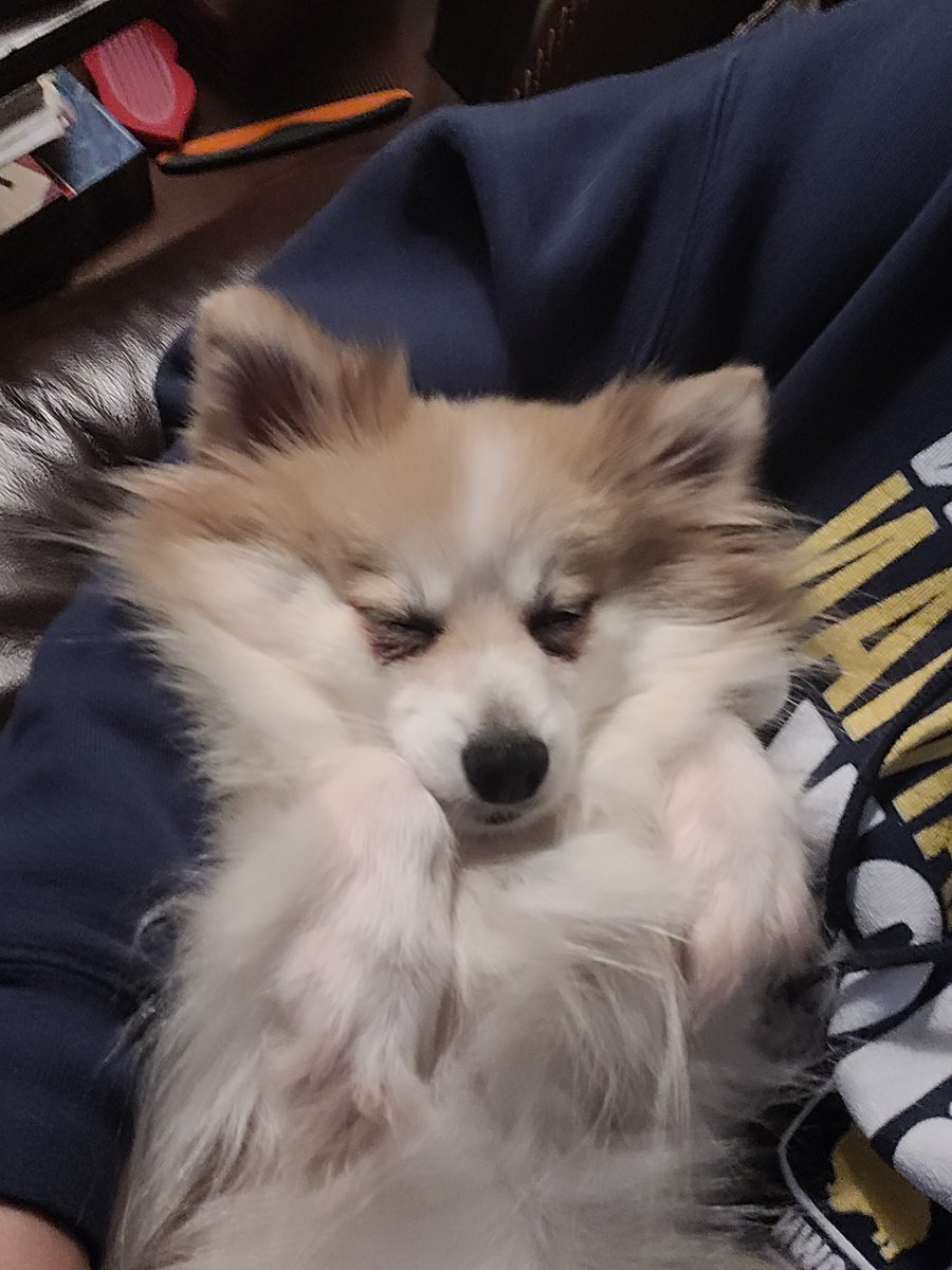 And this is why we nicknamed her "Smoosh"
#dogsoftwitter #bennydaraandcash #pomeranian