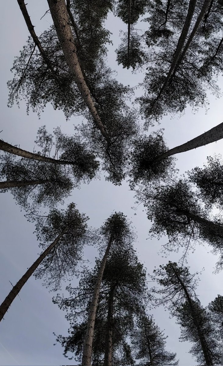 MarcMorden's tweet photo. Mind is racing.
It is often incredibly difficult to discern what is fiction & what is reality when the black & white brains are in conflict.
I am wandering within the Delamere Forest to attempt to subdue both, find some calm in nature.
I hope you're all well ♥️
#qbpd #qeupd https://t.co/97JCiFTTrM