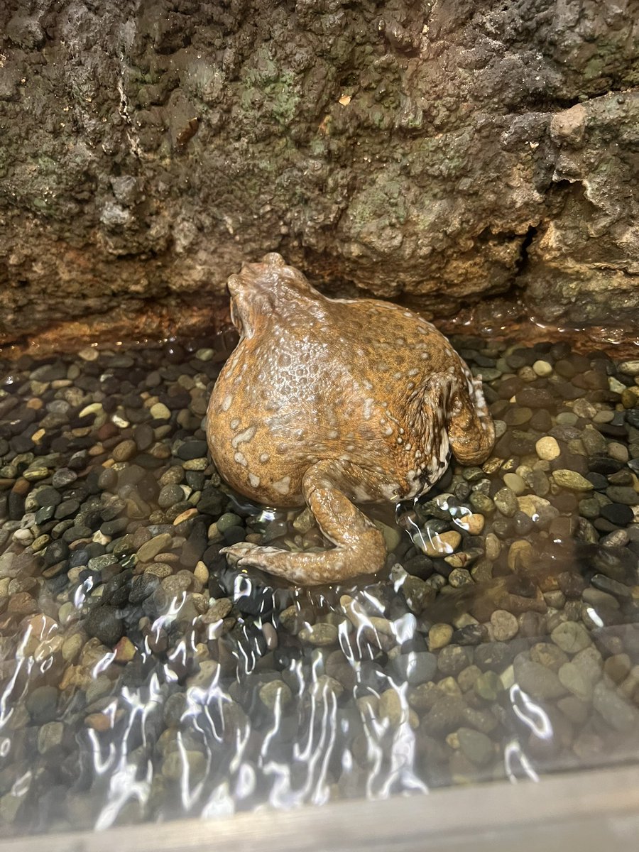 tm4stllll's tweet photo. 左:うちで飼ってるミヤコヒキガエル
右:東山動物園にいたミヤコヒキガエル https://t.co/Sm6ppwqr1w