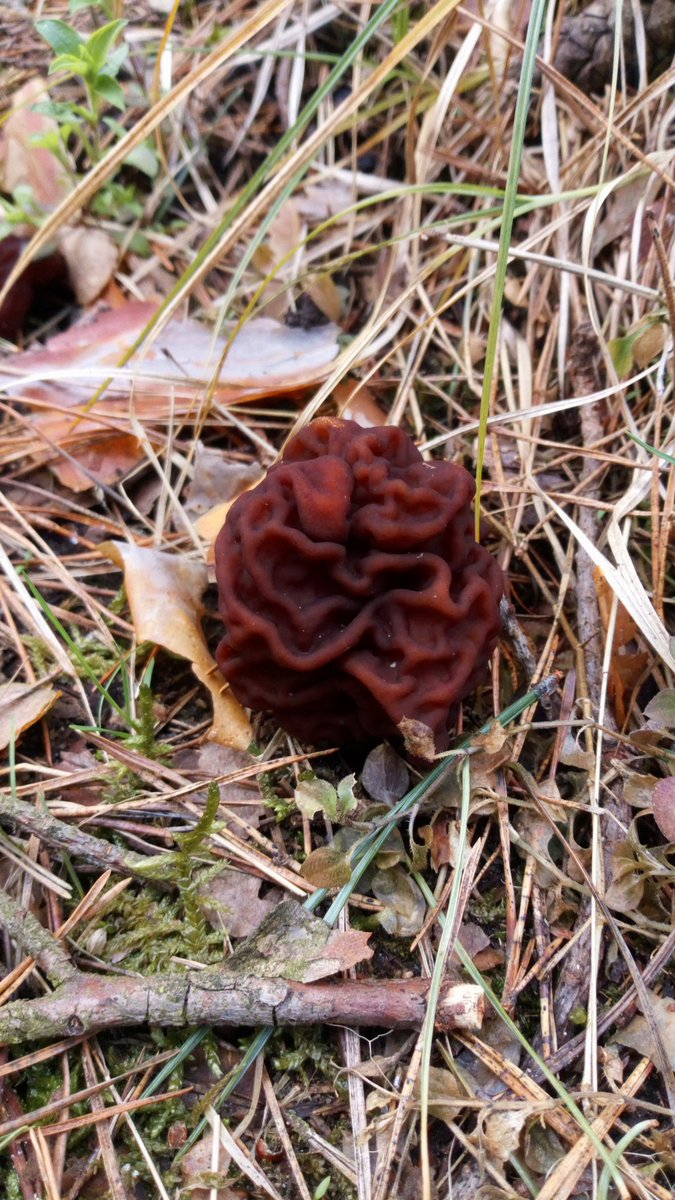 LX8111's tweet photo. Finally a fresh mushroom. The false morel is usually the first fungi of spring here in Germany ( eastern Germany). I guess / hope winter is over. #Frühjahrsgiftlorchel #GyromitraEsculenta #FalseMorel #Pilze #Mushroom #Fungi https://t.co/Z602F3npT1