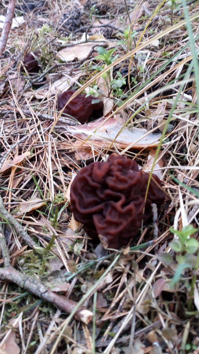 LX8111's tweet photo. Don't let fool you by the latin name ( esculenta=edible). It's NOT an edible mushroom. Please inform yourself about Gyromitrin. My advise : Don't eat any fungi called gyromitra sp. #Frühjahrsgiftlorchel #GyromitraEsculenta #FalseMorel #Pilze #Mushroom #Fungi https://t.co/lFTQJ829b5