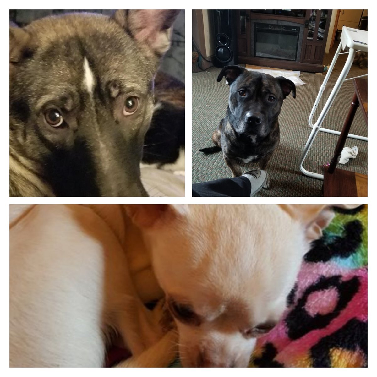 AndKojo's tweet photo. @Maggarooo We're Rula, Kojo and Dooley...welcome new friend!!! We are following you and would love to be friends!! https://t.co/VjojZ9hlJD