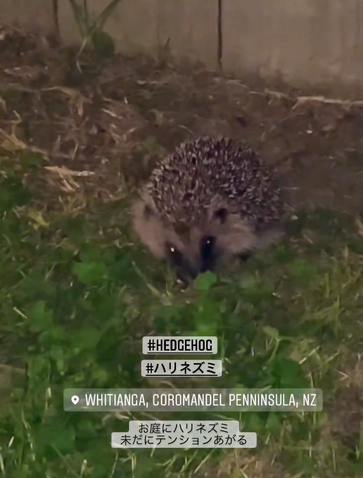 chocosuke21's tweet photo. ΝZ🇳🇿に住んでいる姪っ子の家の庭には
普通にハリネズミがいるらしい🦔
可愛い😍 https://t.co/3NPlaUpmW6
