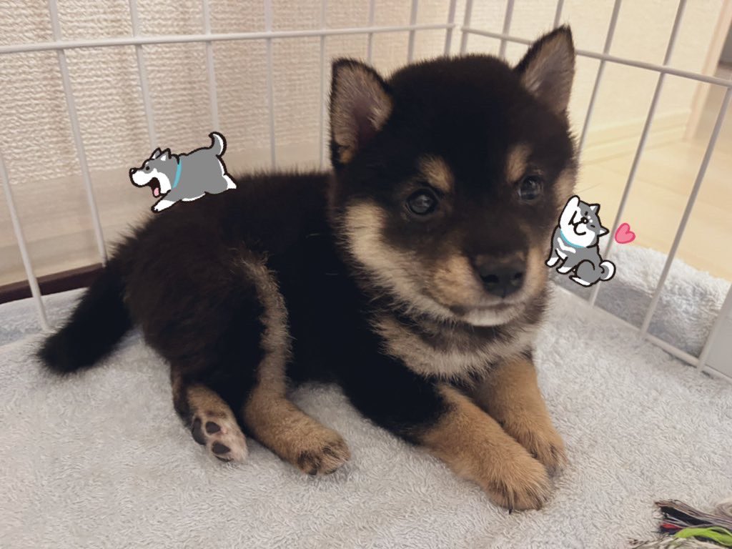 黒豆柴 豆柴 】手乗りサイズの超小柄！生後2ヶ月で体重800g台の懐っこい黒豆柴