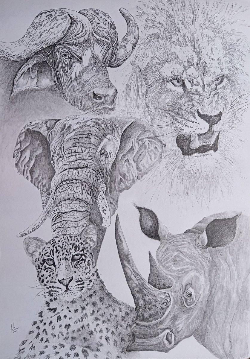 Big 5 drawing is complete and will be making its way to Pretoria