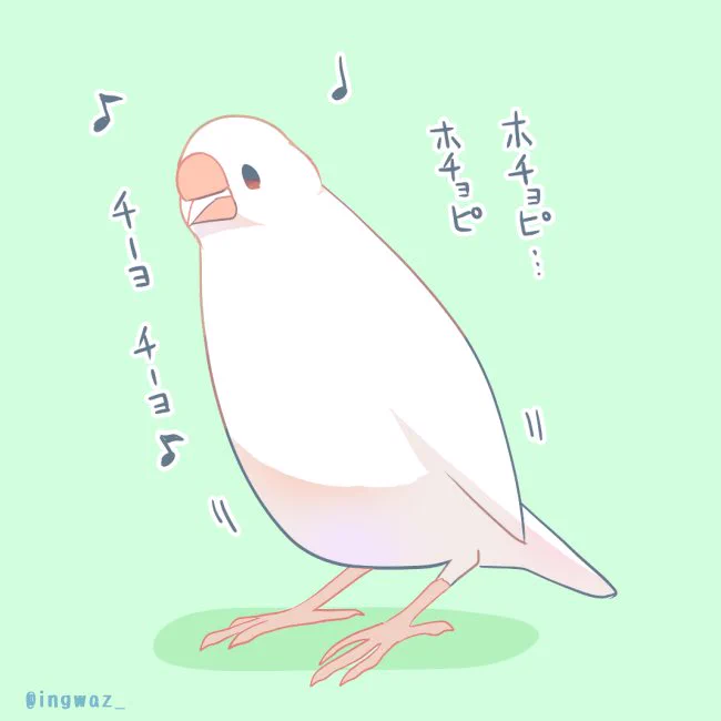 ♪
#buncho #javasparrow #文鳥 