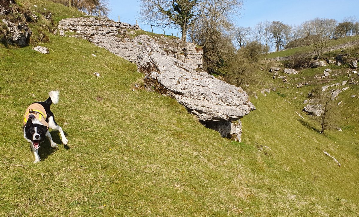MRSearchDogsEng's tweet photo. The Peak District dogs were training in the white peak dales this morning.

Steep ground practice for the young dogs, learning to indicate up and down steep slopes and scree.

📷 Trainee Wren of @Buxton_MRT https://t.co/DchyBSxIzu