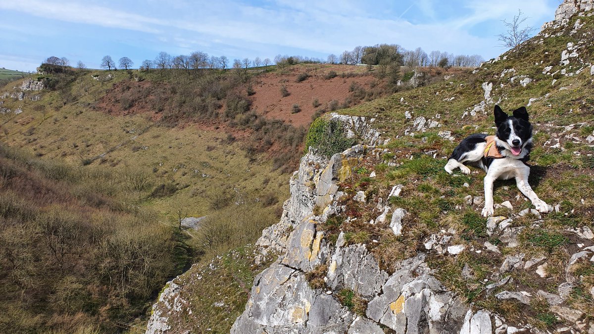 MRSearchDogsEng's tweet photo. The Peak District dogs were training in the white peak dales this morning.

Steep ground practice for the young dogs, learning to indicate up and down steep slopes and scree.

📷 Trainee Wren of @Buxton_MRT https://t.co/DchyBSxIzu