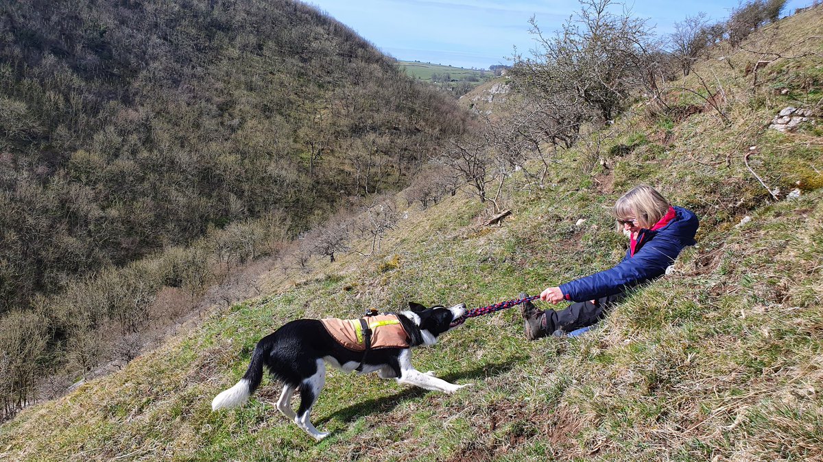MRSearchDogsEng's tweet photo. The Peak District dogs were training in the white peak dales this morning.

Steep ground practice for the young dogs, learning to indicate up and down steep slopes and scree.

📷 Trainee Wren of @Buxton_MRT https://t.co/DchyBSxIzu