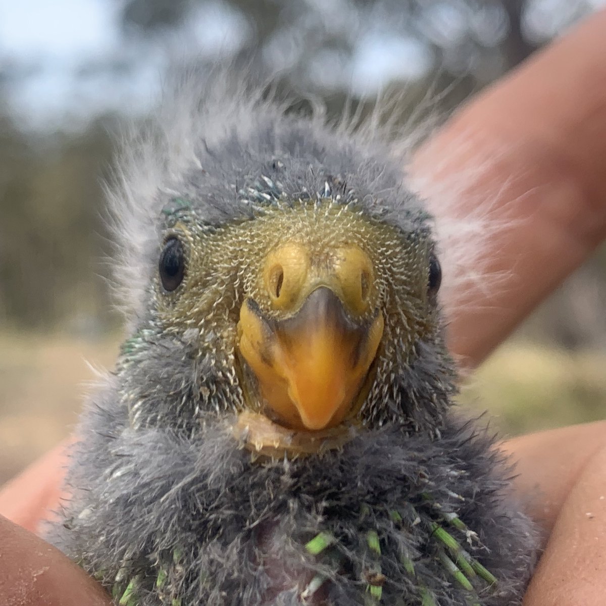teamswiftparrot's tweet photo. Swift #parrot face https://t.co/AITwxfdNOF
