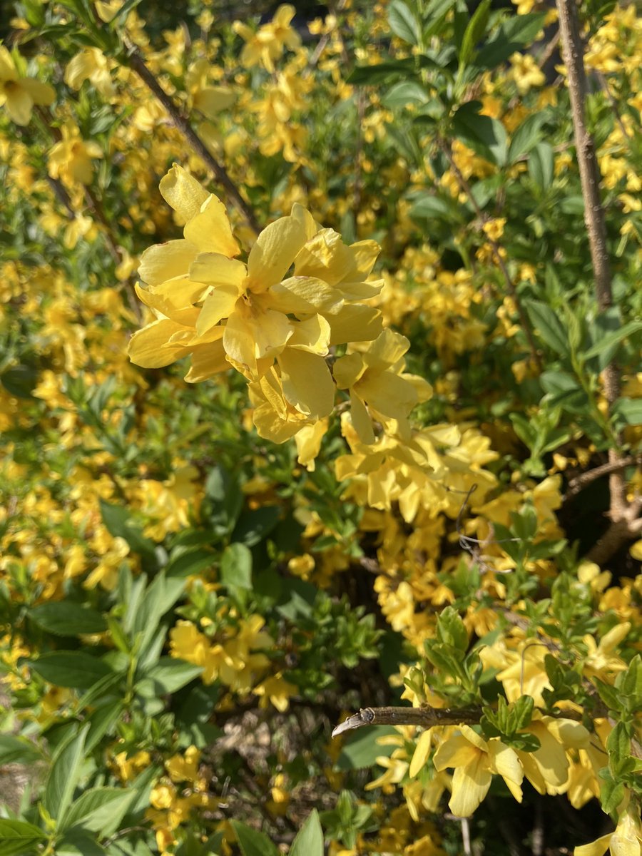 今年の桜はとくに短かったように思われました。でもまだまだ春の花がいっぱいで、心も浮き立ちます。

春風に　吹き出し笑う　花もがな
芭蕉

#芭蕉 #タイムラインに花を  #春